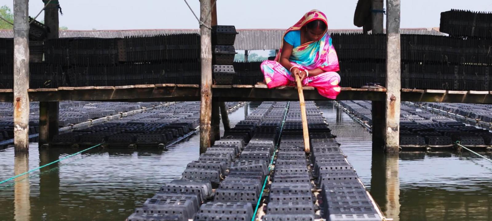 From salty waters to stronger futures: crab farming boosts livelihood resilience along Bangladesh’s coast